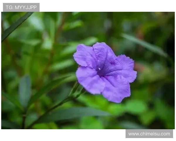 开运国际入口助你提升运势，开启财富与健康的双重保障